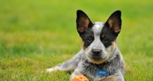 给受伤的狗吃什么好得快？有哪些食物能加速狗狗的恢复？