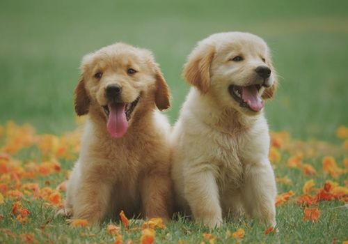 怎么给宠物狗做小食物呢