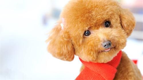 狗狗俱乐部，开启宠物社交新天地