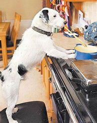 狗狗俱乐部，开启宠物社交新天地