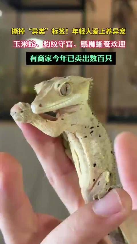 年轻人爱上养异宠！玉米蛇、守宫受欢迎，有商家今年卖出数百只