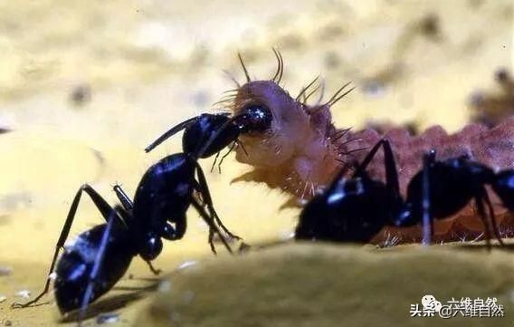 灰蝶科毛毛幼虫被蚂蚁保护着，成蝶后抖抖翅膀，蚂蚁想留也留不住