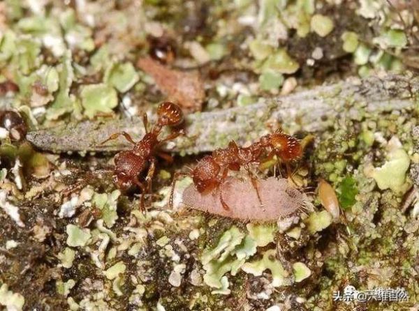 灰蝶科毛毛幼虫被蚂蚁保护着，成蝶后抖抖翅膀，蚂蚁想留也留不住