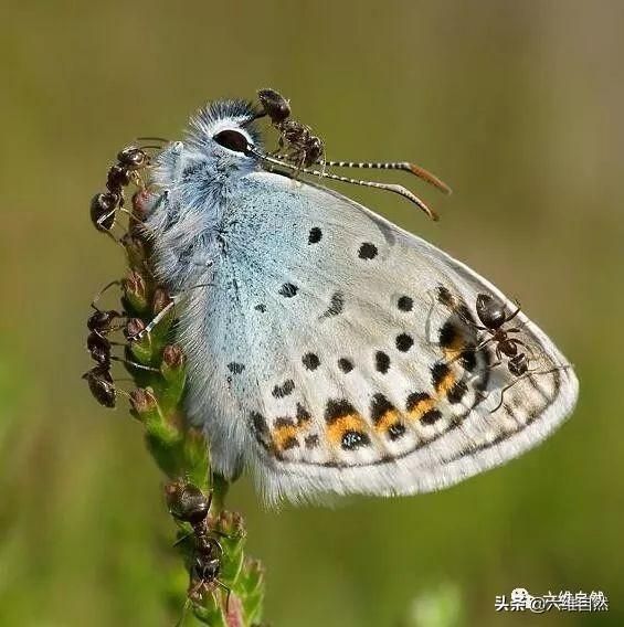 灰蝶科毛毛幼虫被蚂蚁保护着，成蝶后抖抖翅膀，蚂蚁想留也留不住
