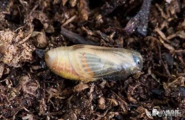 灰蝶科毛毛幼虫被蚂蚁保护着，成蝶后抖抖翅膀，蚂蚁想留也留不住