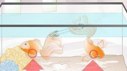 金鱼繁殖的方法和技巧是什么？