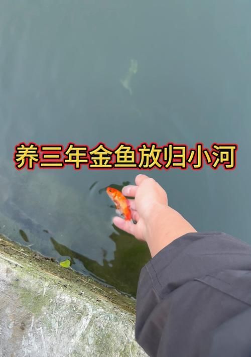 金鱼繁殖的方法和技巧是什么？