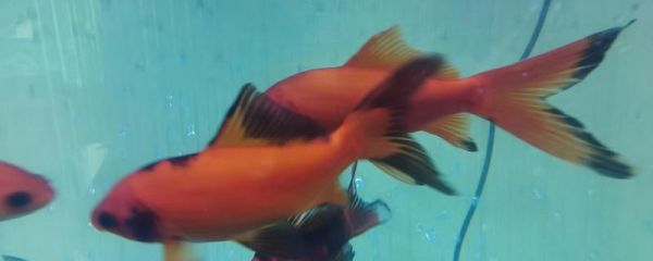 金鱼繁殖的条件及方法，18-25℃的水温最适宜金鱼繁殖