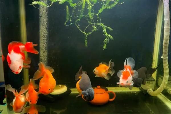 金鱼繁殖的条件及方法，18-25℃的水温最适宜金鱼繁殖