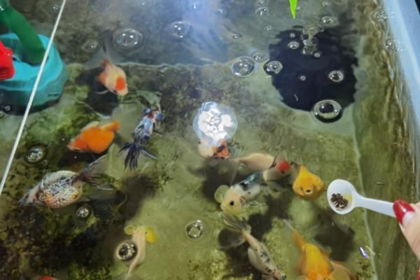 金鱼繁殖的条件及方法，18-25℃的水温最适宜金鱼繁殖