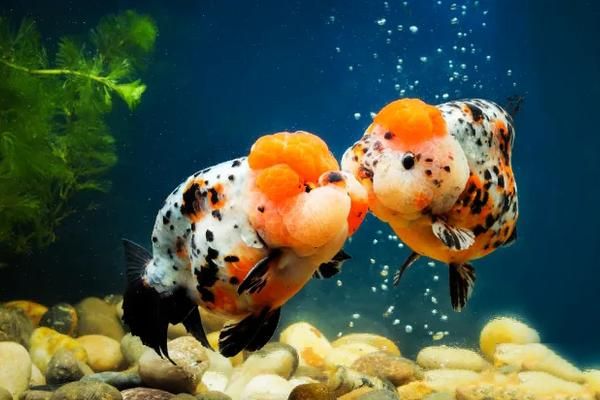 金鱼繁殖的条件及方法，18-25℃的水温最适宜金鱼繁殖