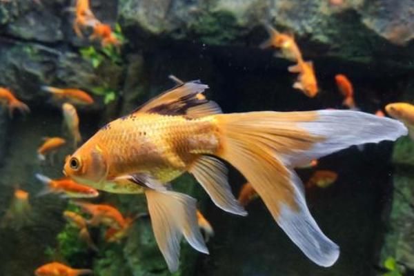 金鱼繁殖的条件及方法，18-25℃的水温最适宜金鱼繁殖