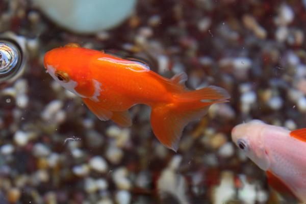 金鱼繁殖的条件及方法，18-25℃的水温最适宜金鱼繁殖