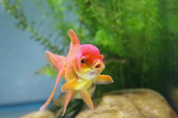 金鱼繁殖的条件及方法，18-25℃的水温最适宜金鱼繁殖