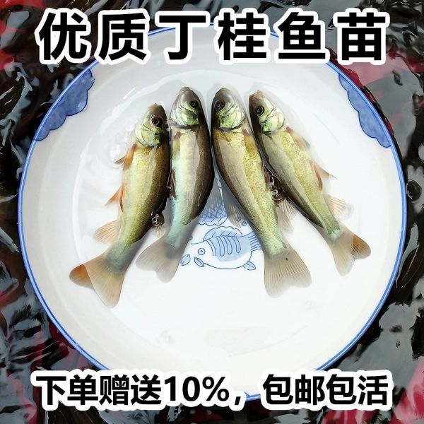 丁桂鱼苗淡水养殖食用欧洲大丁贵鱼须鱼岁易养活丁穗鱼冷水小鱼苗