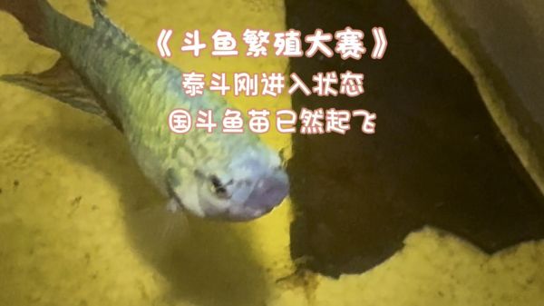 Thumbplayer Poster Plugin Image