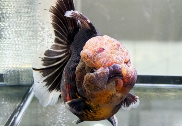 833尾精品金鱼亮相福州同台斗艳_fororder_图片2