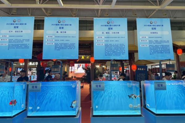 833尾精品金鱼亮相福州同台斗艳_fororder_图片3