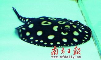 广州观赏鱼大赛冠军，40万鱼王成宠物新宠