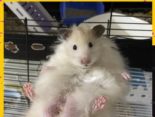 猪笼草和仓鼠能一起养吗？仓鼠的正确饲养方法是什么？