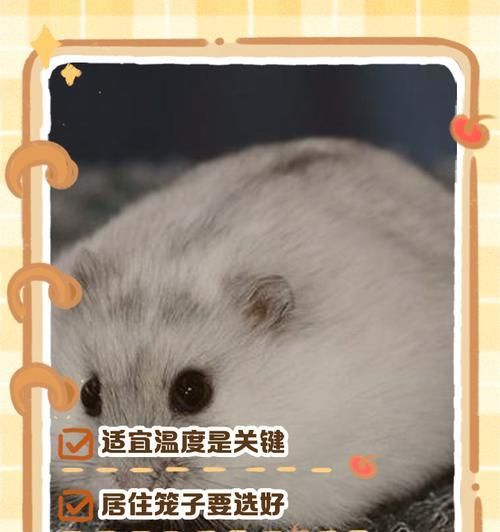 猪笼草和仓鼠能一起养吗？仓鼠的正确饲养方法是什么？