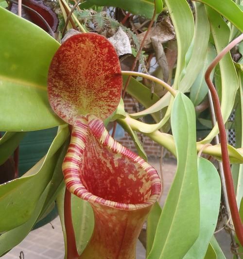 猪笼草和仓鼠能一起养吗？仓鼠的正确饲养方法是什么？