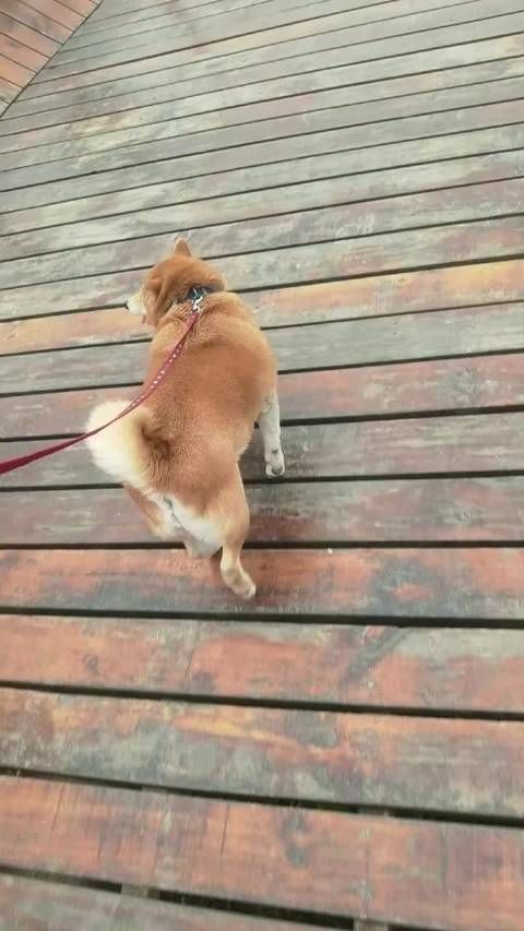 北京台春晚萌宠交流活动温暖举行