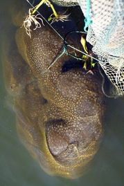 华游蛇需水养，适应水域环境。