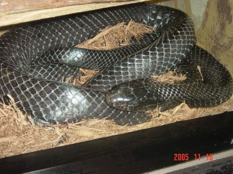 靛青蛇的小科普，快来了解一下吧～