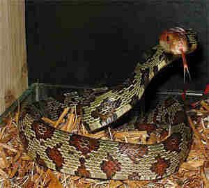 百花锦蛇的功效与作用