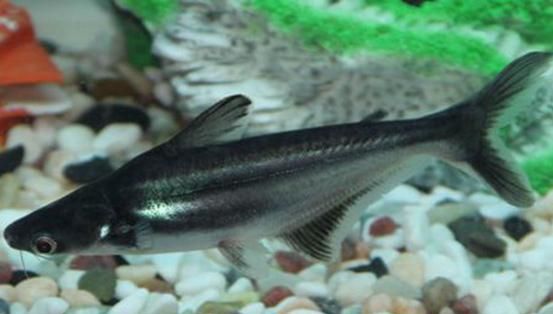 蓝鲨可不是“鲨鱼”，能在水族箱中的生活的它们需要这样饲养！