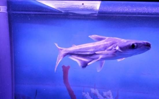 蓝鲨可不是“鲨鱼”，能在水族箱中的生活的它们需要这样饲养！