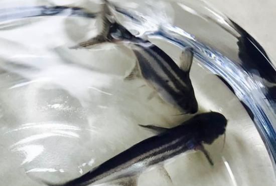 蓝鲨可不是“鲨鱼”，能在水族箱中的生活的它们需要这样饲养！