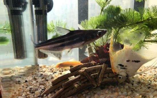 蓝鲨可不是“鲨鱼”，能在水族箱中的生活的它们需要这样饲养！