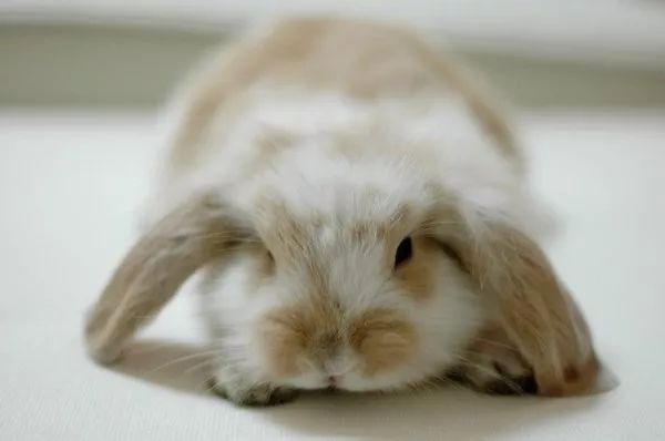 另类宠物：垂耳兔，怎样选择一只健康的兔兔呢？