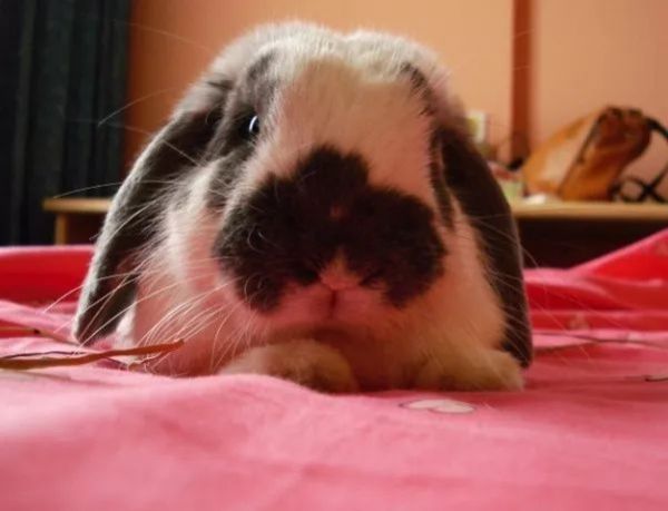 另类宠物：垂耳兔，怎样选择一只健康的兔兔呢？