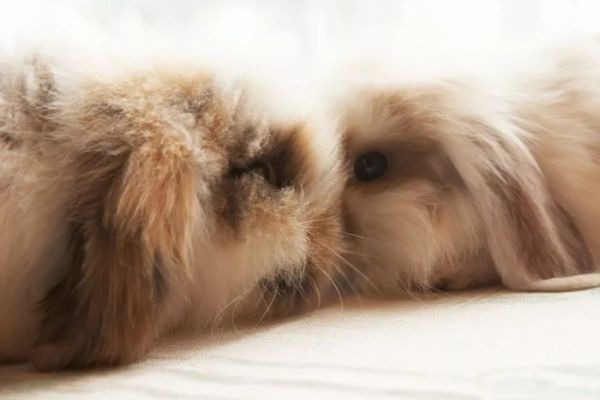 另类宠物：垂耳兔，怎样选择一只健康的兔兔呢？