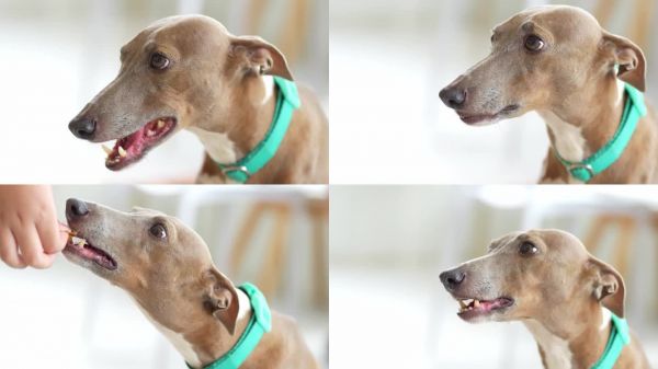 用它们最喜欢的食物训练狗狗。