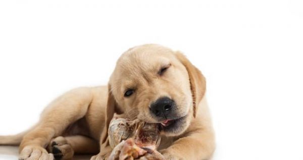 如何给狗狗健康的清淡饮食（以宠物为主）