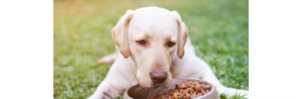 如何给狗狗健康的清淡饮食（以宠物为主）
