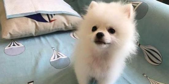 如何为你的博美狗提供健康饮食（以宠物为主的全面饮食指南）