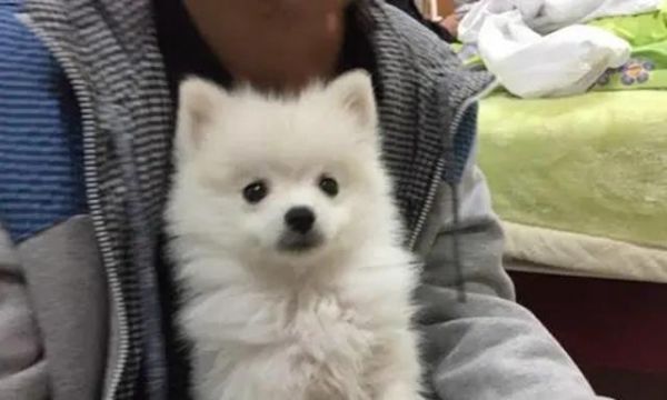 如何为你的博美狗提供健康饮食（以宠物为主的全面饮食指南）