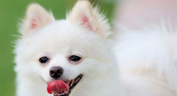 如何为你的博美狗提供健康饮食（以宠物为主的全面饮食指南）