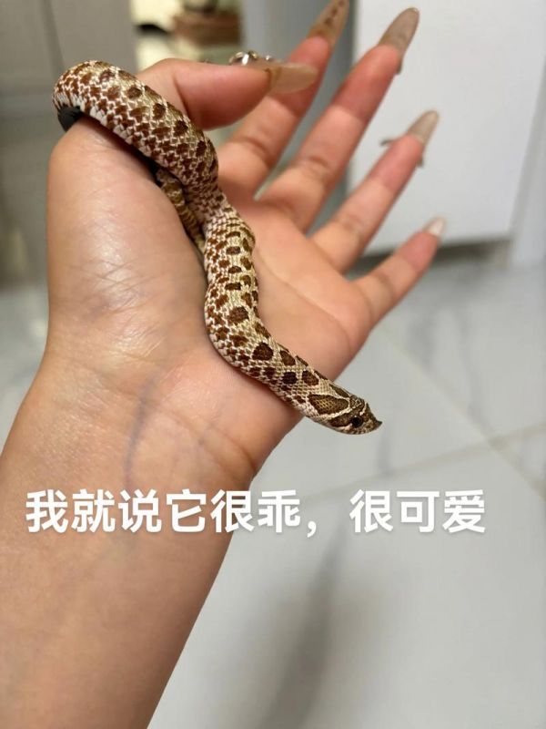宠物蛇怎么摸它最舒服_耐心互动建信任，温柔安抚蛇更亲