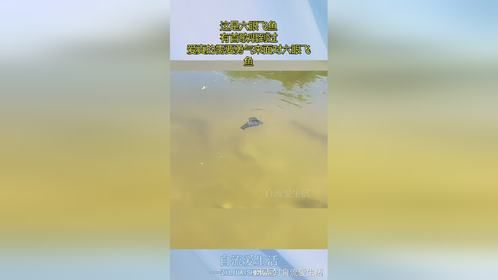 这是六眼飞鱼，有首歌唱到过，爱真的需要勇气来面对六眼飞鱼