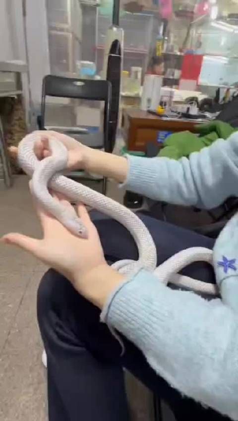 游客与温顺小蛇亲密互动一小时，体验独特触感