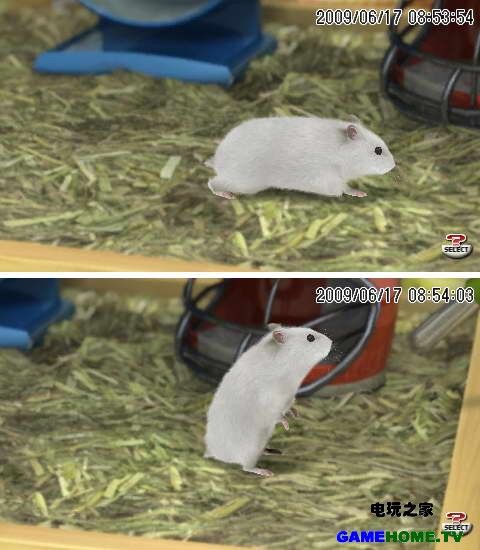 PSP《宠物 仓鼠群》美版破解版下载下载-电玩之家