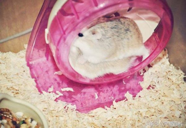 仓鼠怎么养——仓鼠的日常饲养方法