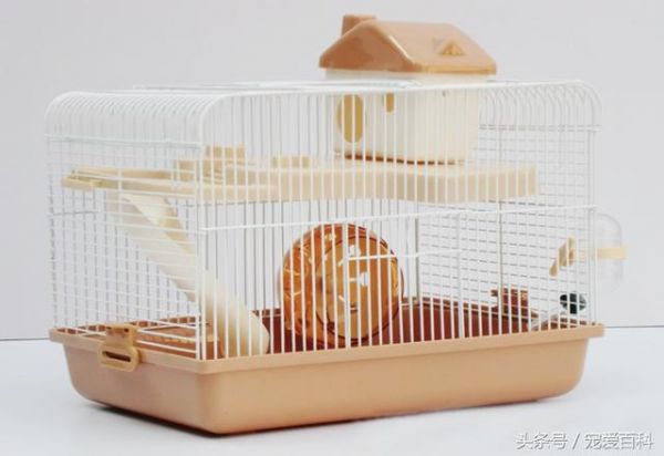 仓鼠怎么养——仓鼠的日常饲养方法