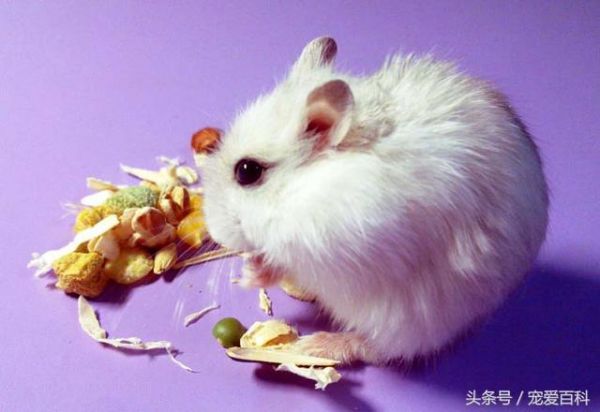 仓鼠怎么养——仓鼠的日常饲养方法